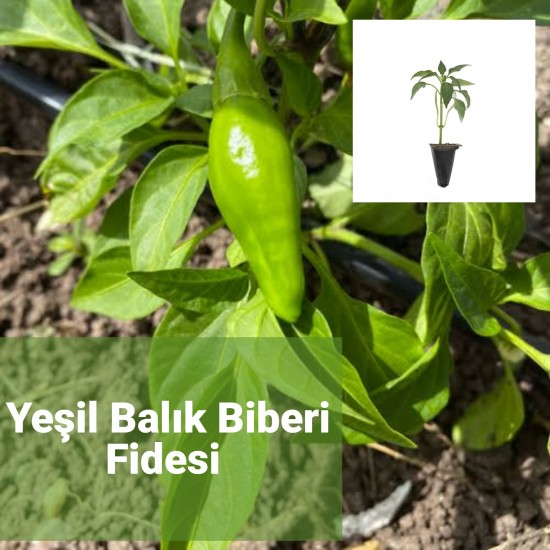 BALIK BİBERİ 